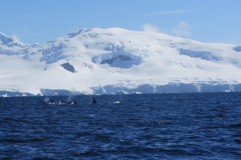 PLA25-24, Day 7, Orcas 24 © David McKinley - Oceanwide Expeditions.JPG