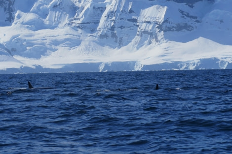 PLA25-24, Day 7, Orcas 44 © David McKinley - Oceanwide Expeditions.JPG