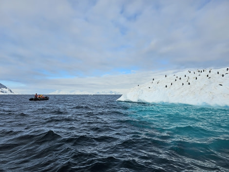 PLA25-24, Day 9, Chinstrap colony © Unknown photographer - Oceanwide Expeditions.jpg