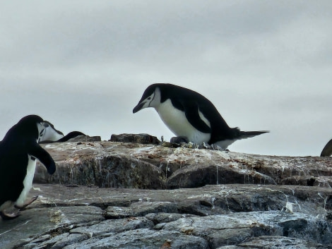 PLA25-24, Day 9, Chinstrap penguins © Unknown photographer - Oceanwide Expeditions.jpg