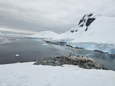 PLA25-24, Day 9, Chinstrap penguins 2 © Unknown photographer - Oceanwide Expeditions.jpg