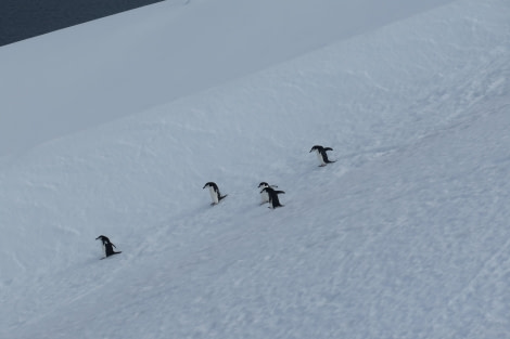 PLA25-24, Day 9, Chinstrap penguins 3 © David McKinley - Oceanwide Expeditions.JPG