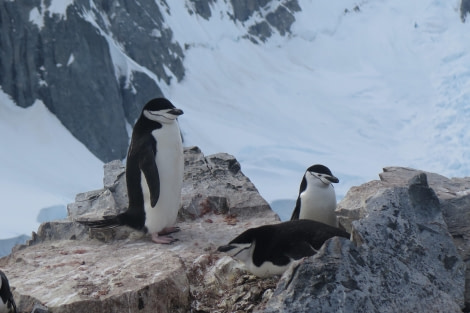 PLA25-24, Day 9, Chinstraps Orne Harbour © David McKinley - Oceanwide Expeditions.JPG