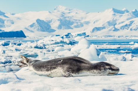 OTL26-24, Day 6, Leopard Seal © Juan Berenstein, Atlas Voyages - Oceanwide Expeditions.jpg