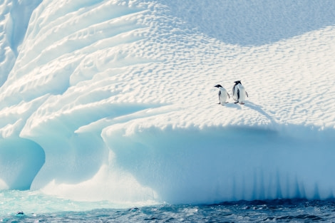 OTL26-24, Day 8, Adelie penguins © Juan Berenstein, Atlas Voyages - Oceanwide Expeditions.jpg