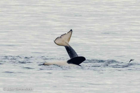 OTL26-24, Day 9, Orcas © Juan Berenstein, Atlas Voyages - Oceanwide Expeditions.jpg