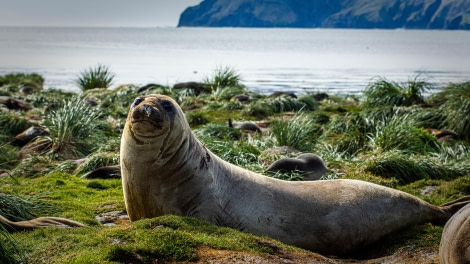 HDS26-24, Day 9, LYR_1778 © Alexander Romanovskiy - Oceanwide Expeditions.jpg