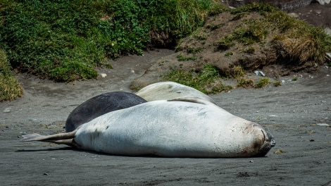 HDS26-24, Day 9, LYR_1896 © Alexander Romanovskiy - Oceanwide Expeditions.jpg