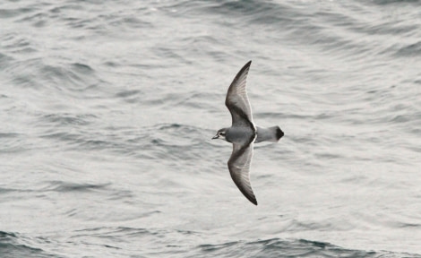 HDS26-24, Day 10, IMG_8451 © Simon Davies - Oceanwide Expeditions.JPG