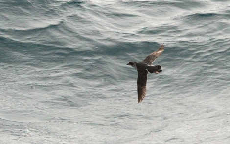 HDS26-24, Day 10, IMG_8660 © Simon Davies - Oceanwide Expeditions.JPG