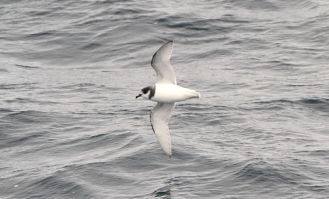 HDS26-24, Day 10, IMG_8811 © Simon Davies - Oceanwide Expeditions.JPG