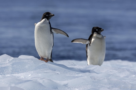 HDS26-24, Day 13, Adelie Penguins 1 © Sara Jenner - Oceanwide Expeditions.jpg