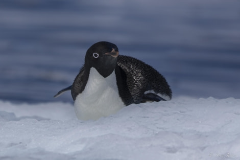 HDS26-24, Day 13, Adelie penguins 3 © Sara Jenner - Oceanwide Expeditions.jpg