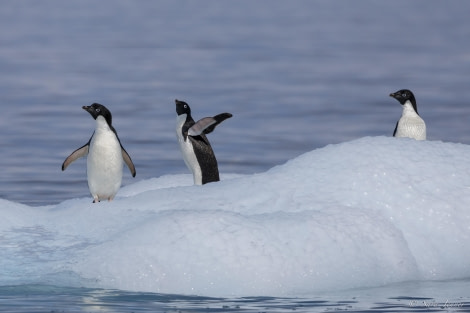 HDS26-24, Day 13, Adelie Penguins 7 © Sara Jenner - Oceanwide Expeditions.jpg