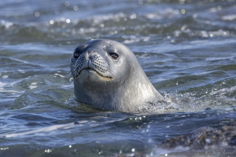 HDS26-24, Day 13, Weddell Seal 2 © Sara Jenner - Oceanwide Expeditions.jpg