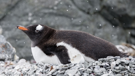 HDS26-24, Day 14, Gentoo penguin and egg © Sara Jenner - Oceanwide Expeditions.jpg