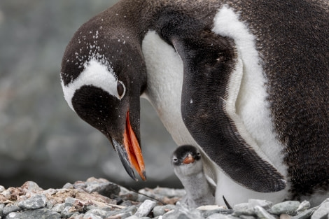 HDS26-24, Day 14, Gentoo penguin chick 1 © Sara Jenner - Oceanwide Expeditions.jpg