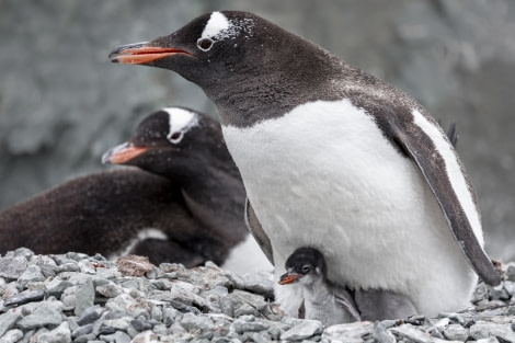 HDS26-24, Day 14, Gentoo penguin chick 3 © Sara Jenner - Oceanwide Expeditions.jpg