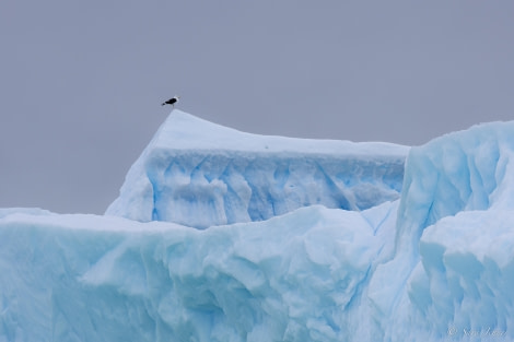 HDS26-24, Day 14, Ice © Sara Jenner - Oceanwide Expeditions.jpg