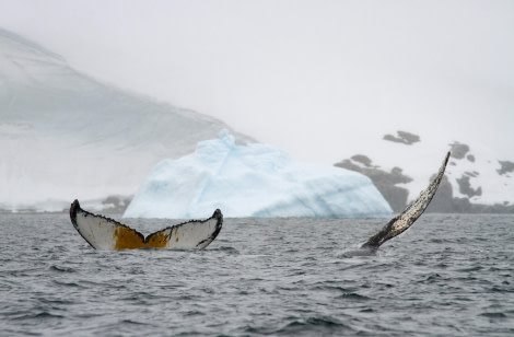 HDS26-24, Day 15, FoynHarbour_FelicityJ-5 © Felicity Johnson - Oceanwide Expeditions.jpg