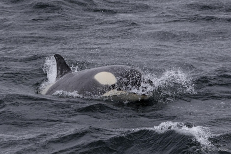 HDS26-24, Day 15, Orcas at breakfast © Sara Jenner - Oceanwide Expeditions.jpg