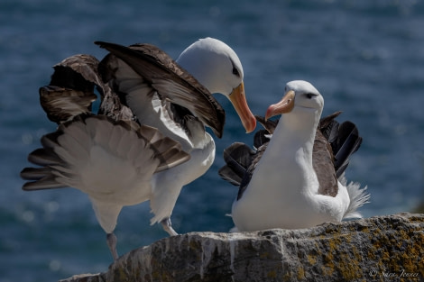 HDS26-24, Day 3, Black browed albatross © Sara Jenner - Oceanwide Expeditions.jpg