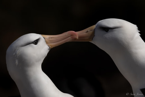 HDS26-24, Day 3, Black browed albatross 2 © Sara Jenner - Oceanwide Expeditions.jpg