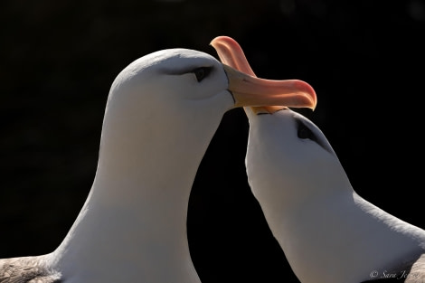 HDS26-24, Day 3, Black browed albatross 4 © Sara Jenner - Oceanwide Expeditions.jpg