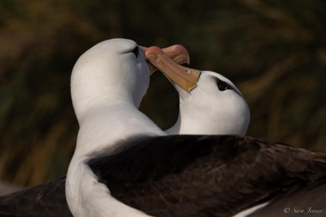 HDS26-24, Day 3, Black browed albatross 6 © Sara Jenner - Oceanwide Expeditions.jpg