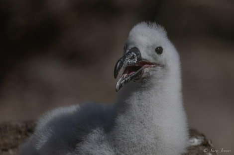 HDS26-24, Day 3, Chick 1 © Sara Jenner - Oceanwide Expeditions.jpg