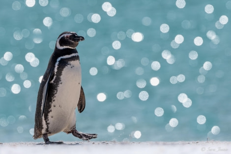 HDS26-24, Day 3, Magellanic penguin (1) © Sara Jenner - Oceanwide Expeditions.jpg