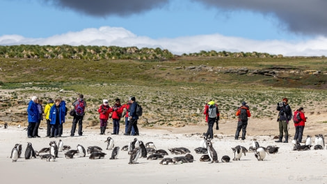 HDS26-24, Day 3, Magellanic penguin (4) © Sara Jenner - Oceanwide Expeditions.jpg