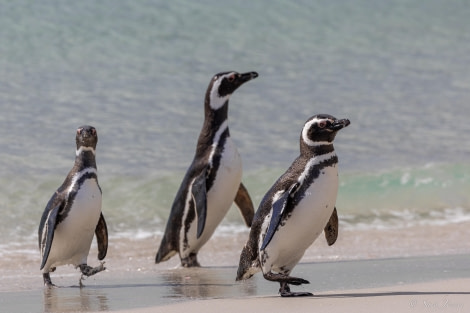 HDS26-24, Day 3, Magellanic penguin (5) © Sara Jenner - Oceanwide Expeditions.jpg
