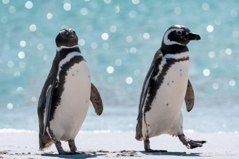 HDS26-24, Day 3, Magellanic penguin (7) © Sara Jenner - Oceanwide Expeditions.jpg