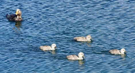 HDS26-24, Day 3, Steamer-duck-MeikeSjoer © Meike Sjoer - Oceanwide Expeditions.JPG