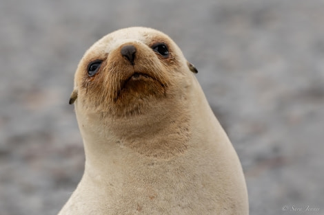 HDS26-24, Day 7, Blondie Seal © Sara Jenner - Oceanwide Expeditions.jpg