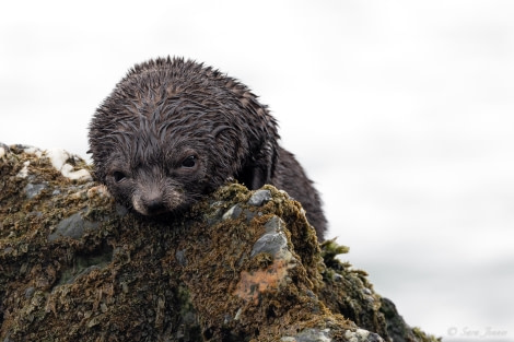 HDS26-24, Day 7, Fur Seal pup 1 © Sara Jenner - Oceanwide Expeditions.jpg