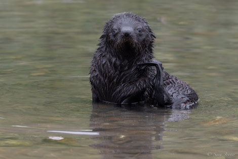 HDS26-24, Day 7, Fur Seal pup 2 © Sara Jenner - Oceanwide Expeditions.jpg