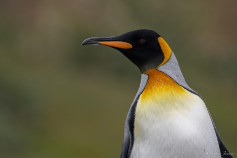 HDS26-24, Day 7, King Penguin 1 © Sara Jenner - Oceanwide Expeditions.jpg