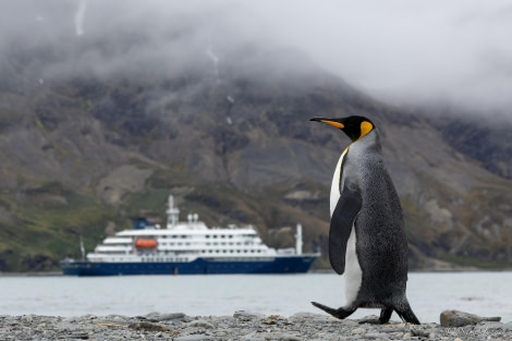 HDS26-24, Day 7, King penguins 4 © Sara Jenner - Oceanwide Expeditions.jpg