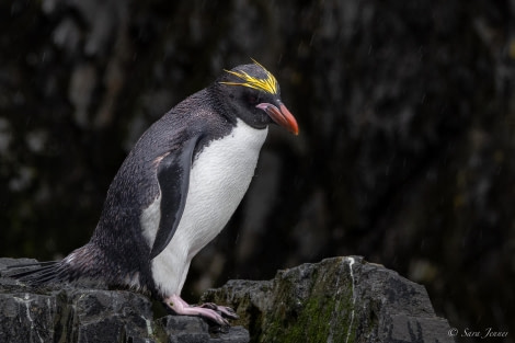 HDS26-24, Day 7, Macaroni Penguin 1 © Sara Jenner - Oceanwide Expeditions.jpg