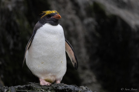 HDS26-24, Day 7, Macaroni Penguin 2 © Sara Jenner - Oceanwide Expeditions.jpg