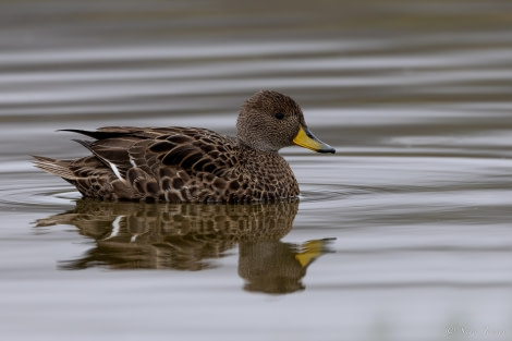 HDS26-24, Day 7, SG pintail 2 © Sara Jenner - Oceanwide Expeditions.jpg