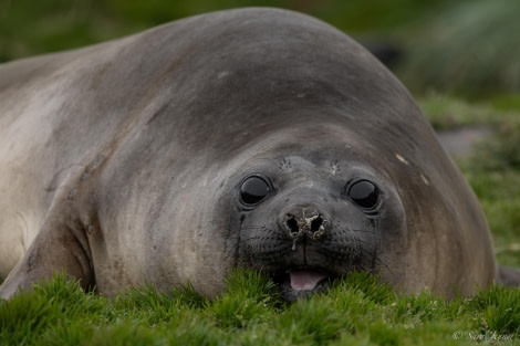 HDS26-24, Day 8, Elephant Seal 1 © Sara Jenner - Oceanwide Expeditions.jpg