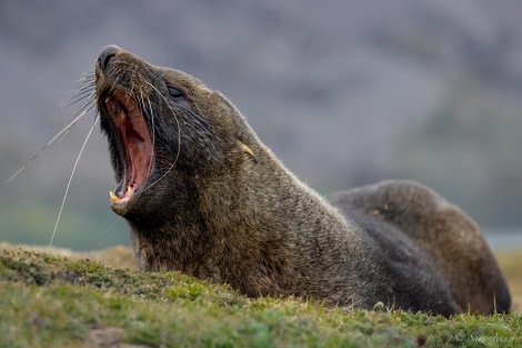 HDS26-24, Day 8, Fur Seal 2 © Sara Jenner - Oceanwide Expeditions.jpg