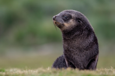 HDS26-24, Day 8, Fur Seal 3 © Sara Jenner - Oceanwide Expeditions.jpg