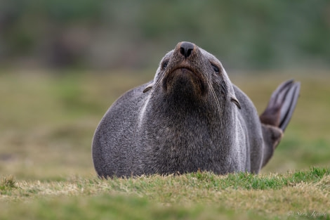 HDS26-24, Day 8, Fur Seal 4 © Sara Jenner - Oceanwide Expeditions.jpg