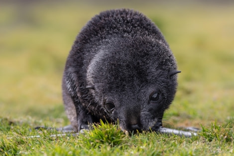 HDS26-24, Day 8, Fur seal pup 1 © Sara Jenner - Oceanwide Expeditions.jpg