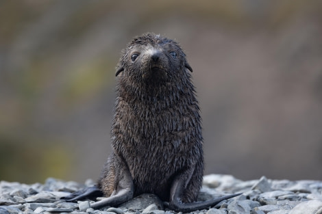 HDS26-24, Day 8, Fur Seal pup 2 © Sara Jenner - Oceanwide Expeditions.jpg