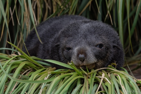 HDS26-24, Day 8, Fur Seal pup 6 © Sara Jenner - Oceanwide Expeditions.jpg